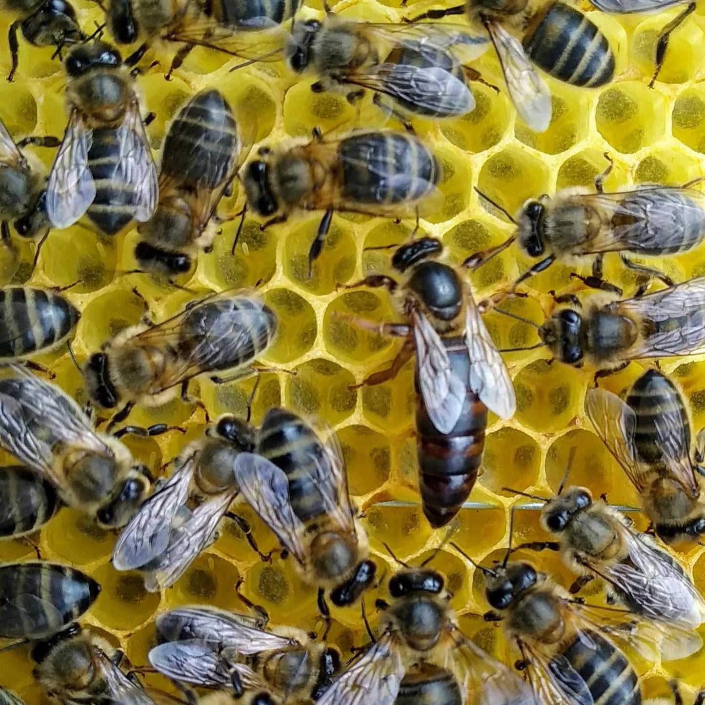 Reinas de abeja negra