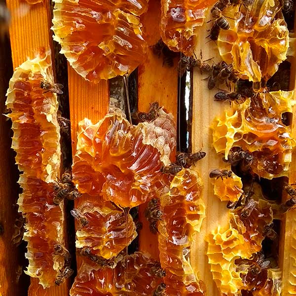 Miel de bosque