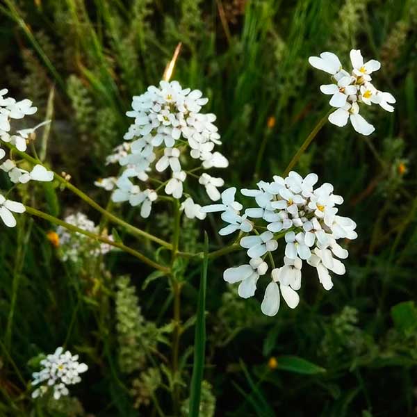 Miel de mil flores